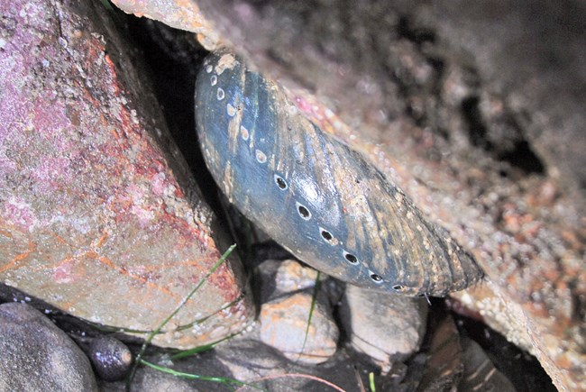 Black abalone on the underside of a boulder in the rocky intertidal zone