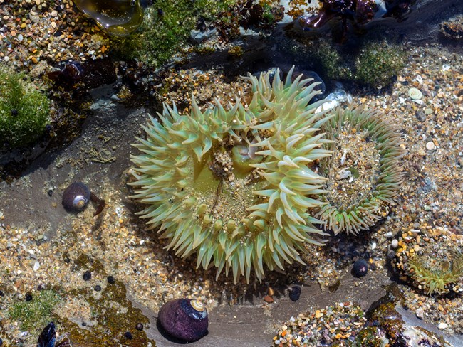 A closeup of a green anemone along the rocky intertidal habitat. Surrounding the anemone are black mollusks and other intertidal species.
