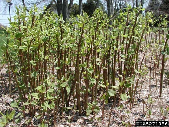 Knotweed thicket