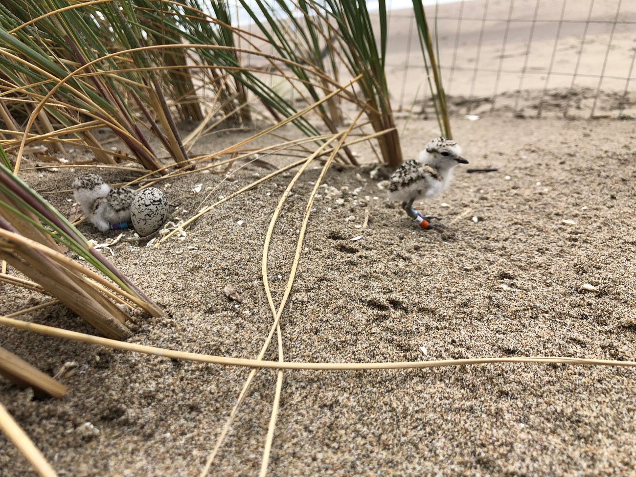 A tiny, newly hatched shorebird ventures a few inches away from its sibling and an unhatched egg, inside a wire exclosure.