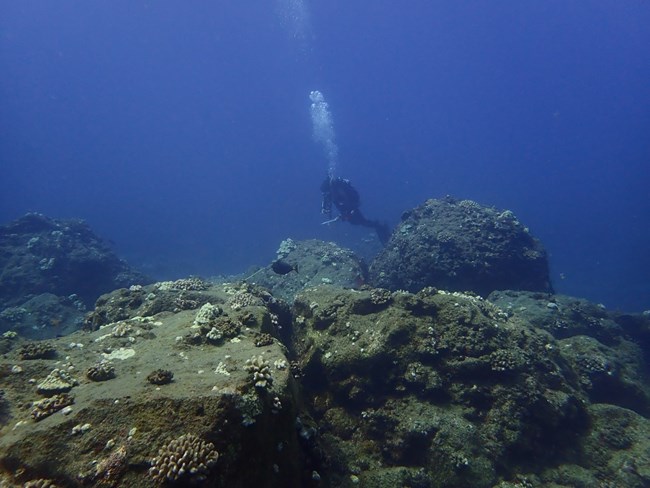 A scuba diver wearing a black dive suit carries a clip board while surveying coral reefs in deep blue ocean water. There are bubbles surrounding the diver's head, indicating that they are breathing through their oxygen tank attached to their back.