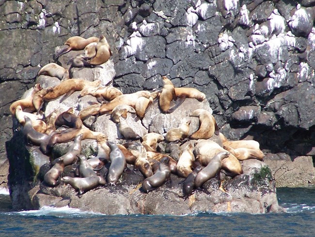 sea lions on rocks with cliff of pillow basalt behind