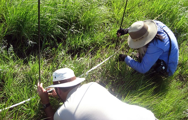 two people crouching in the grass holding poles with a measuring tape stretched between them
