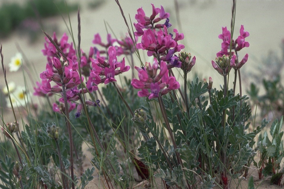 National Park Getaway: Kobuk Valley National Park (U.S. National Park