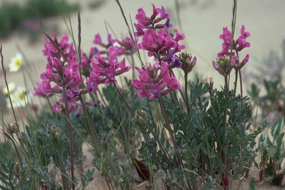 Purple-colored kobuk locoweed flowers