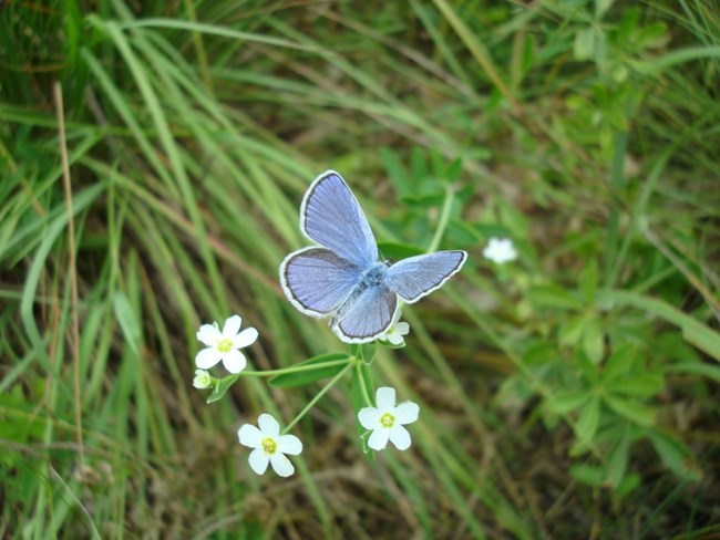 A small blue butterfly on a green plant