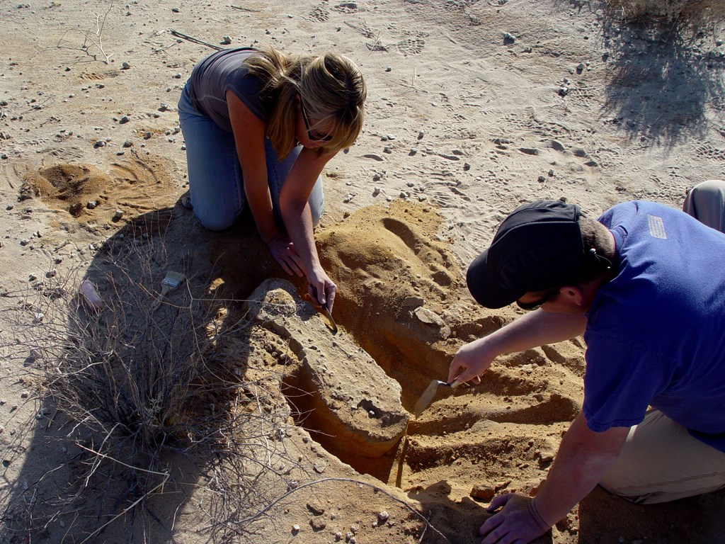 Fossils in Joshua Tree (U.S. National Park Service)