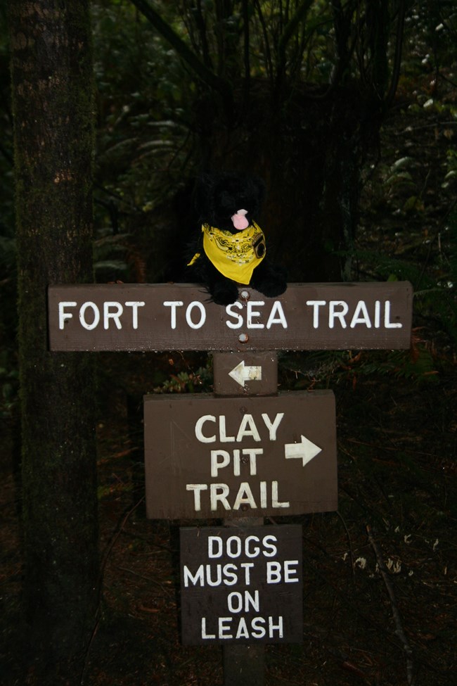 toy dog near trail signs