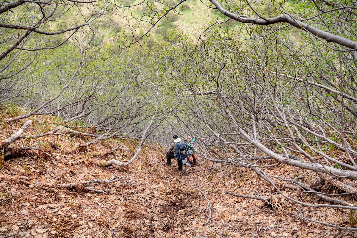 Image of backpackers scrambling up a steep slope surrounded by low lying vegetation.