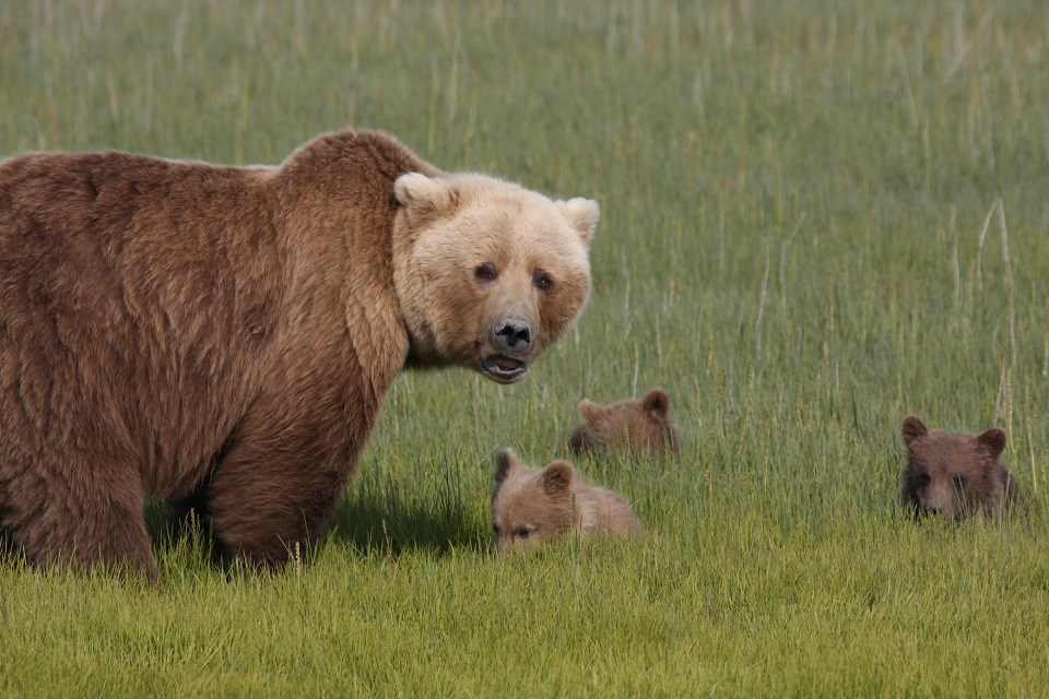 Bear with several cubs