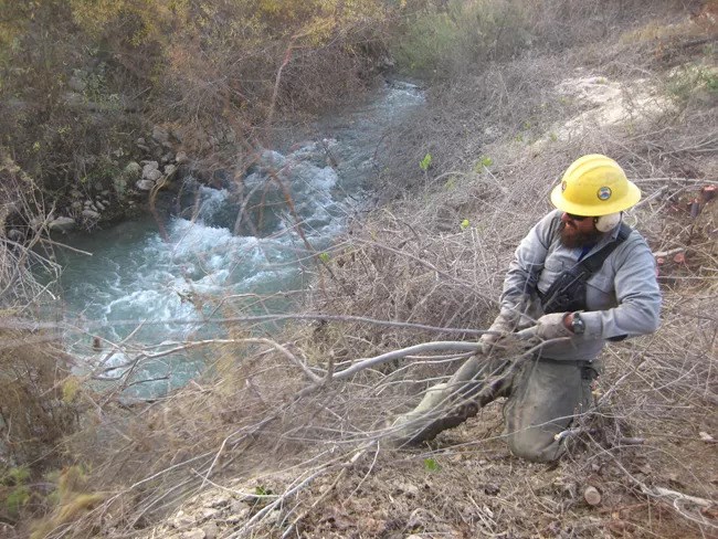 Person pulls invasive tamarisk tree slash from the banks of a river