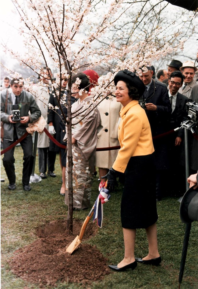 Photo of Lady Bird Johnson planting a cherry blossom tree.