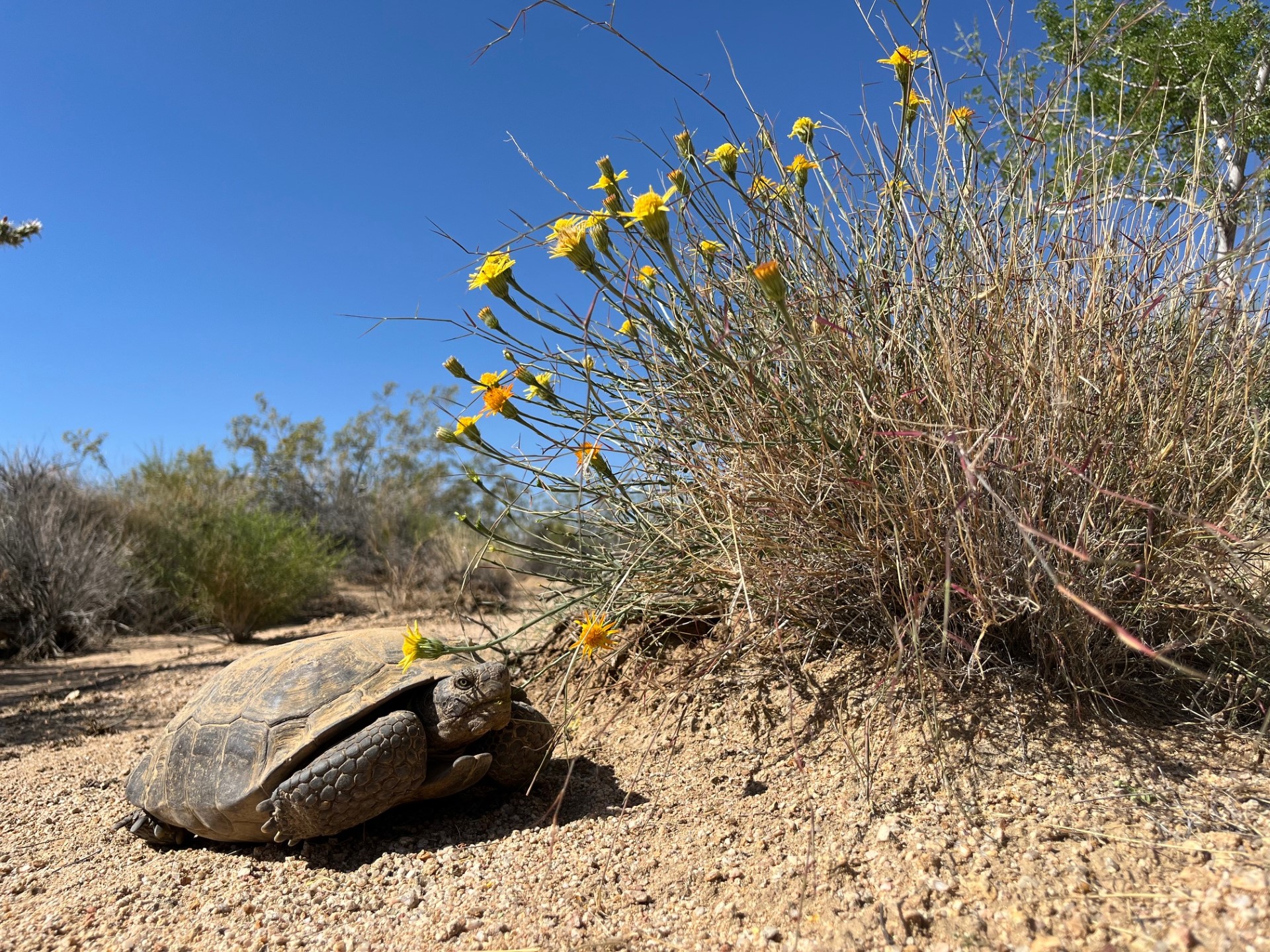 A dusty desert tortoise lays on pebbled ground near a bush of yellow flowers.