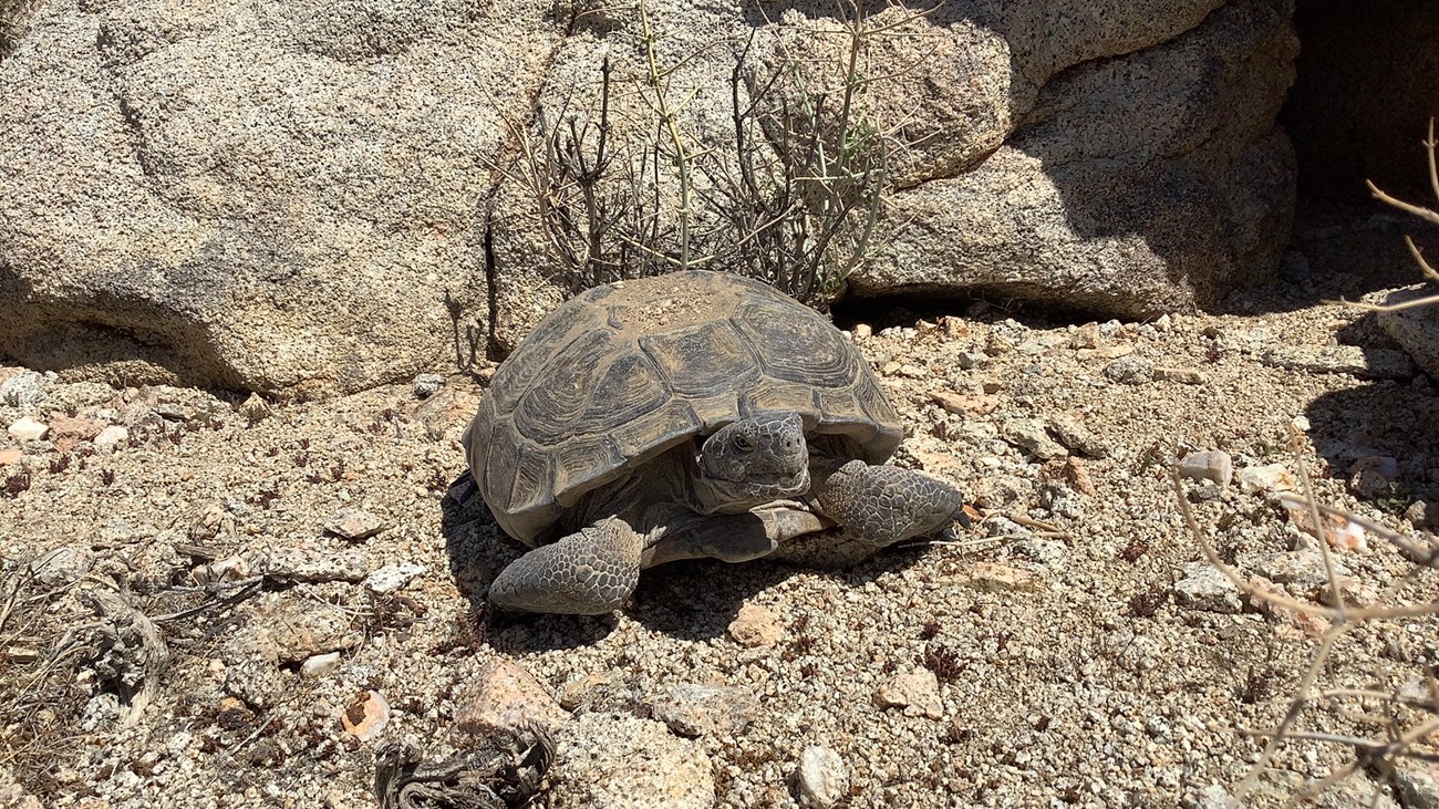 Front-facing view of a large, adult desert tortoise laying on dusty gravel.