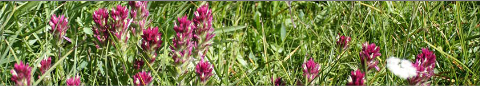Magenta paintbrush-shaped flowers in a field of green grass