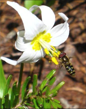 A hover fly pollinates an avalanche lily.