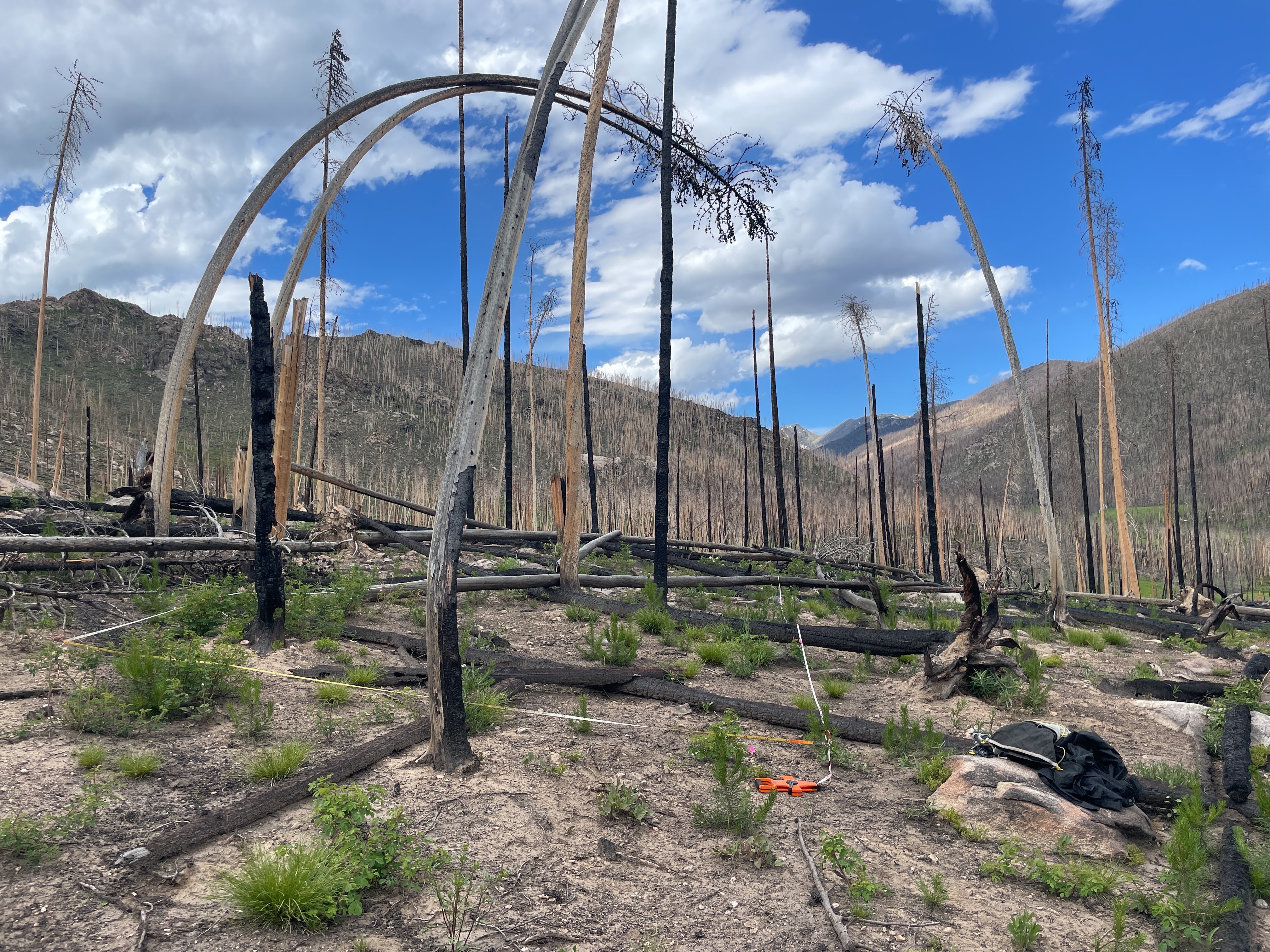 burned lodgepole pine tree