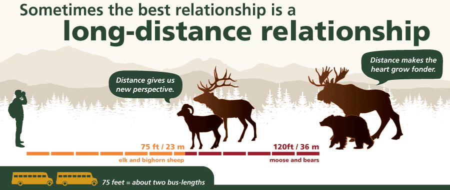 Graphic showing proper distance from wild animals