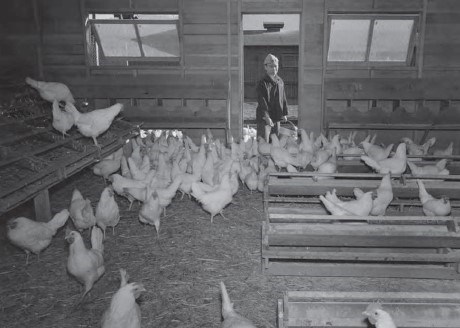 People inside a chicken coop with chickens