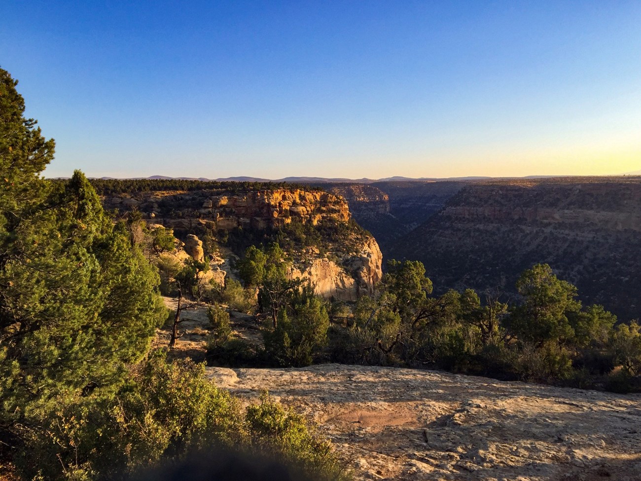 Trees on a mesa under the setting sun.