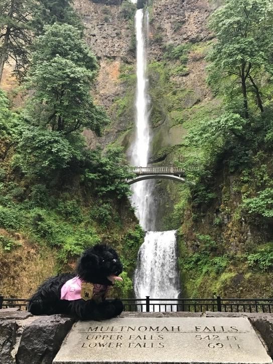 toy dog near waterfall