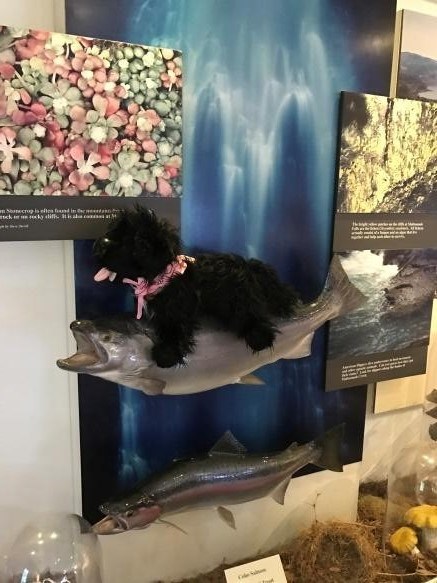 toy dog sitting on the fish