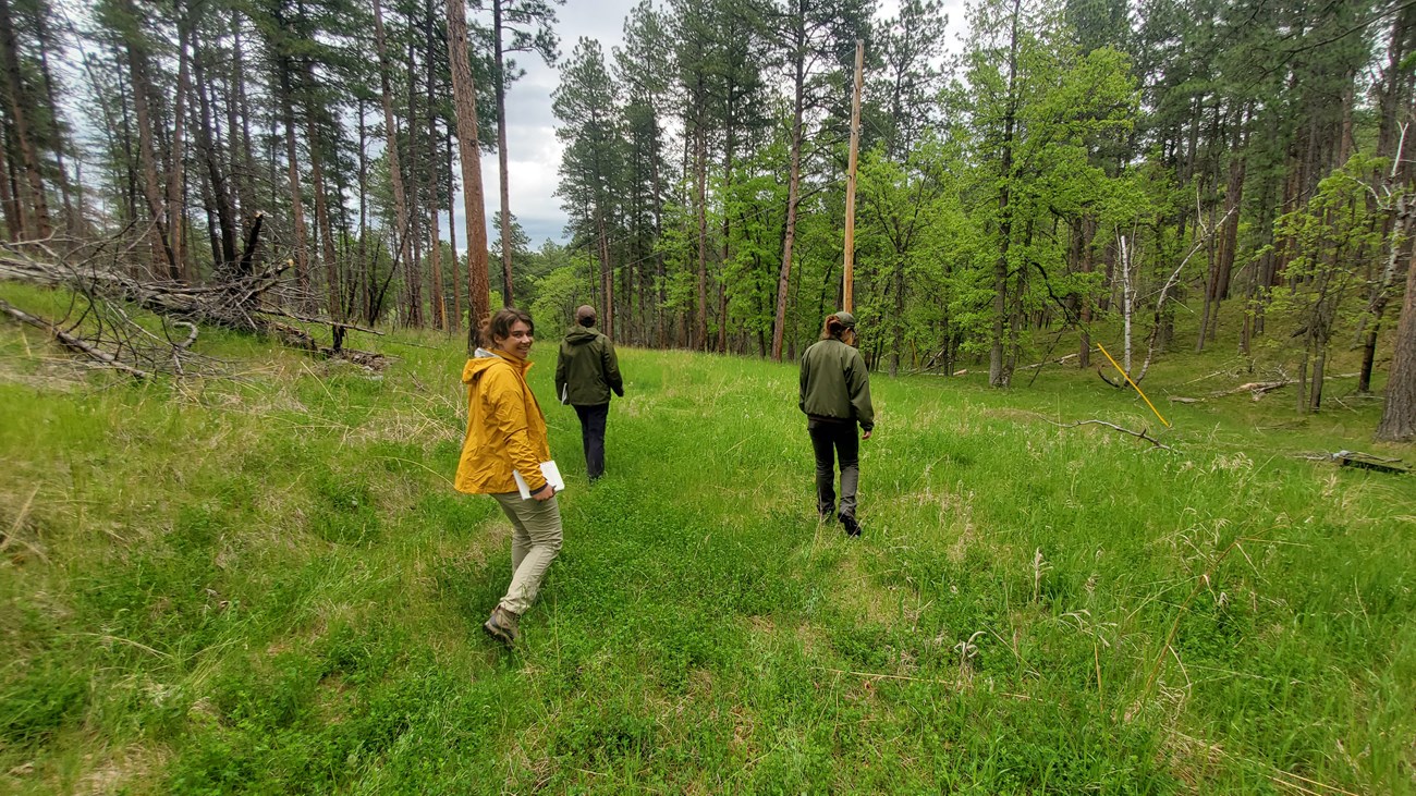 Three people walking in a grassy forested area.