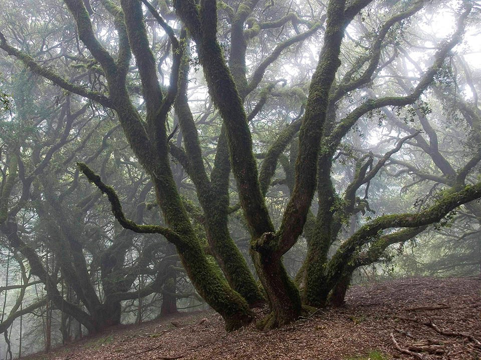 Twisting, moss-covered trunks of coast live oaks on a fog-drenched hillside