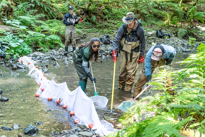 First Phase Of Salmon Habitat Enhancement Project Underway In Muir ...