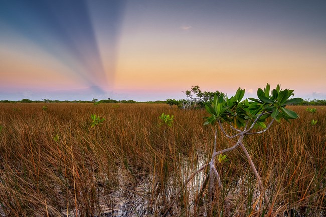 A small tree surrounded by grass and water with a clear sky and sunset