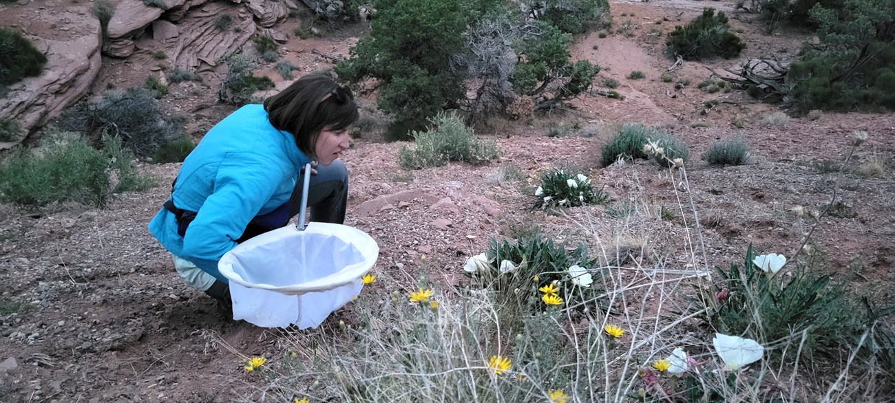 A person holding an insect net crouching by a plant with white flowers.