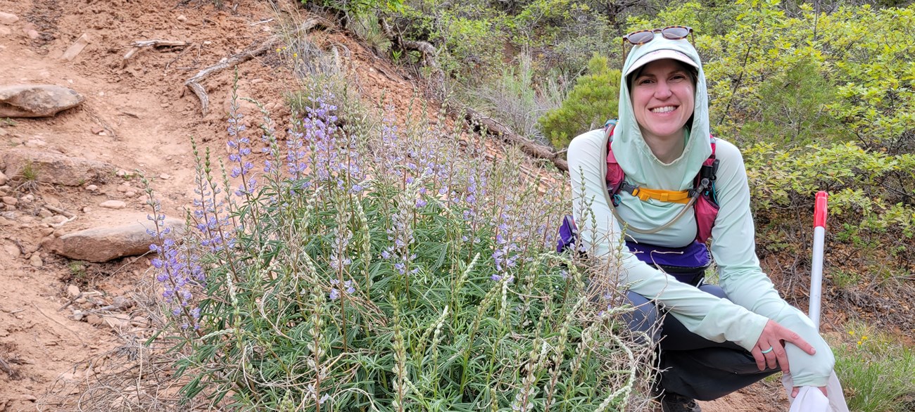 A person holding an insect net, crouched down by a plant with purple flowers.