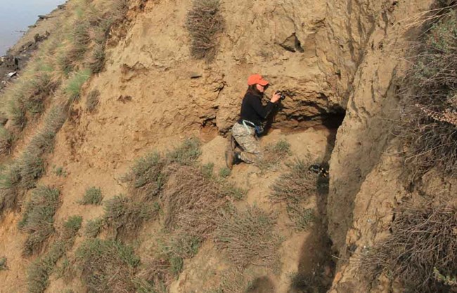 a researcher documents a Peregrine Falcon nest along the Yukon River.