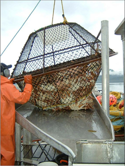 a tanner crab pot being emptied onto a boat