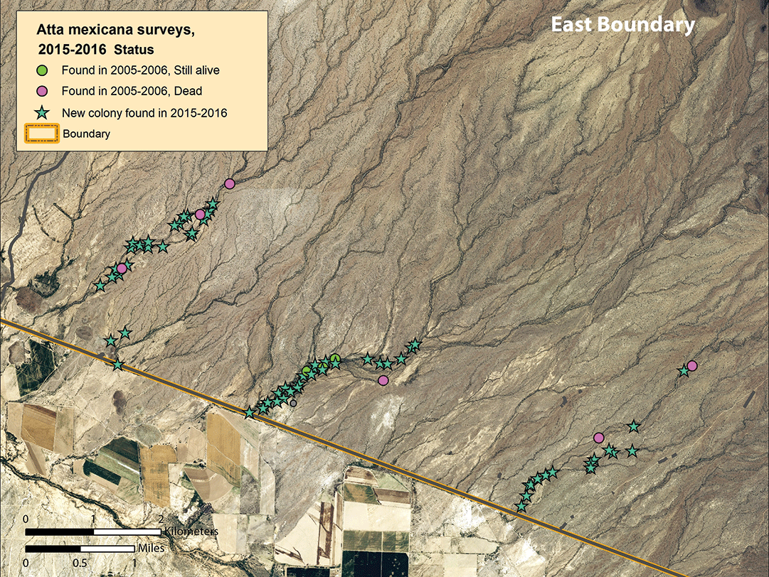Figure 10. Map of colonies found along the eastern arroyo transects 9–11, east-southeast of Lukeville.