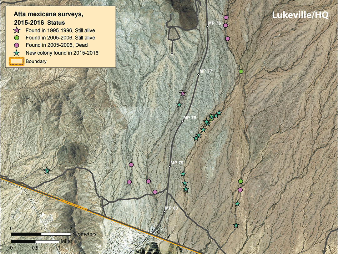 Map of colonies found along arroyo transects 4–8 in proximity to park headquarters, Lukeville, and Highway 85.