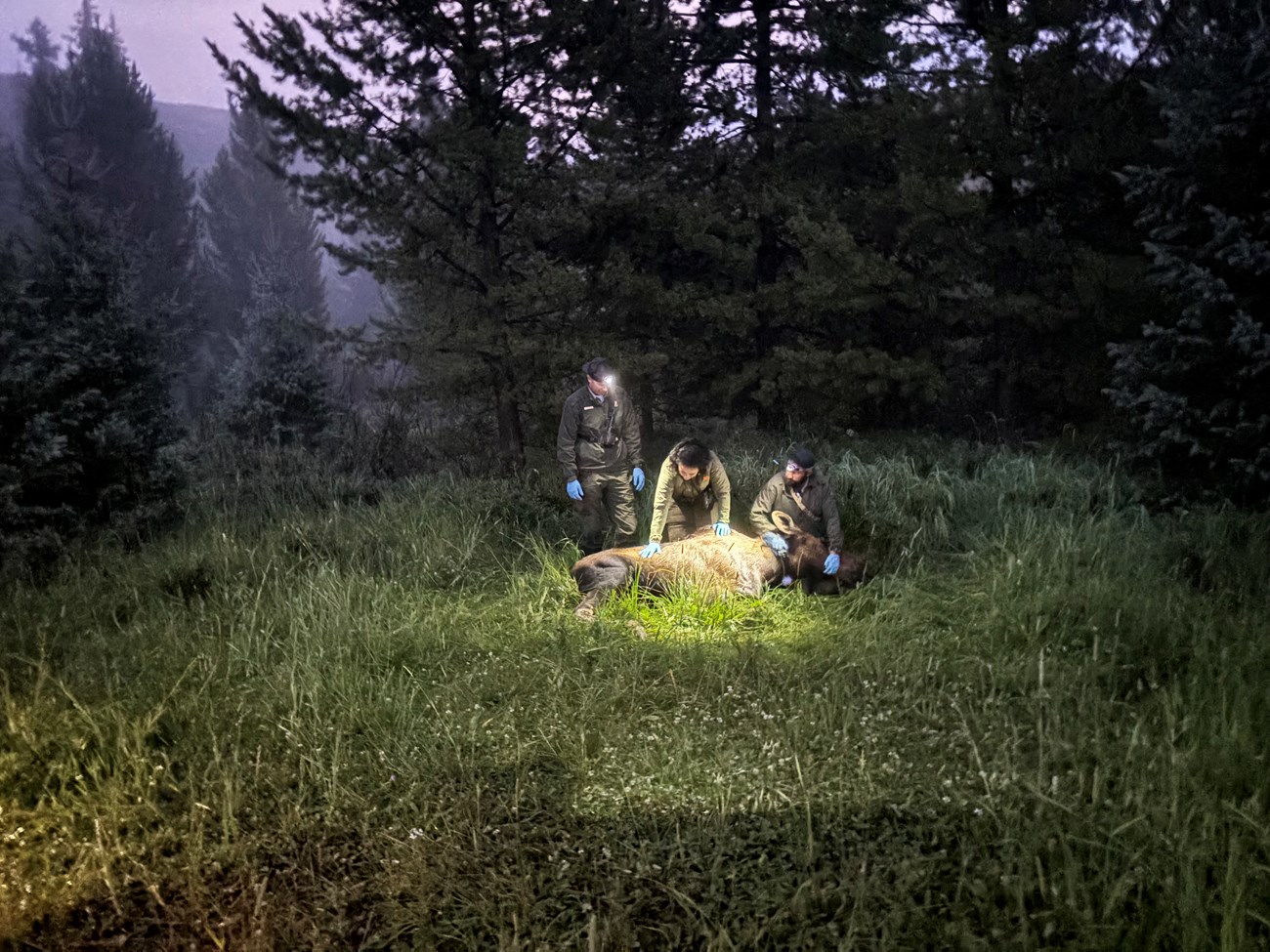 Park biologists monitoring a moose during a collaring event