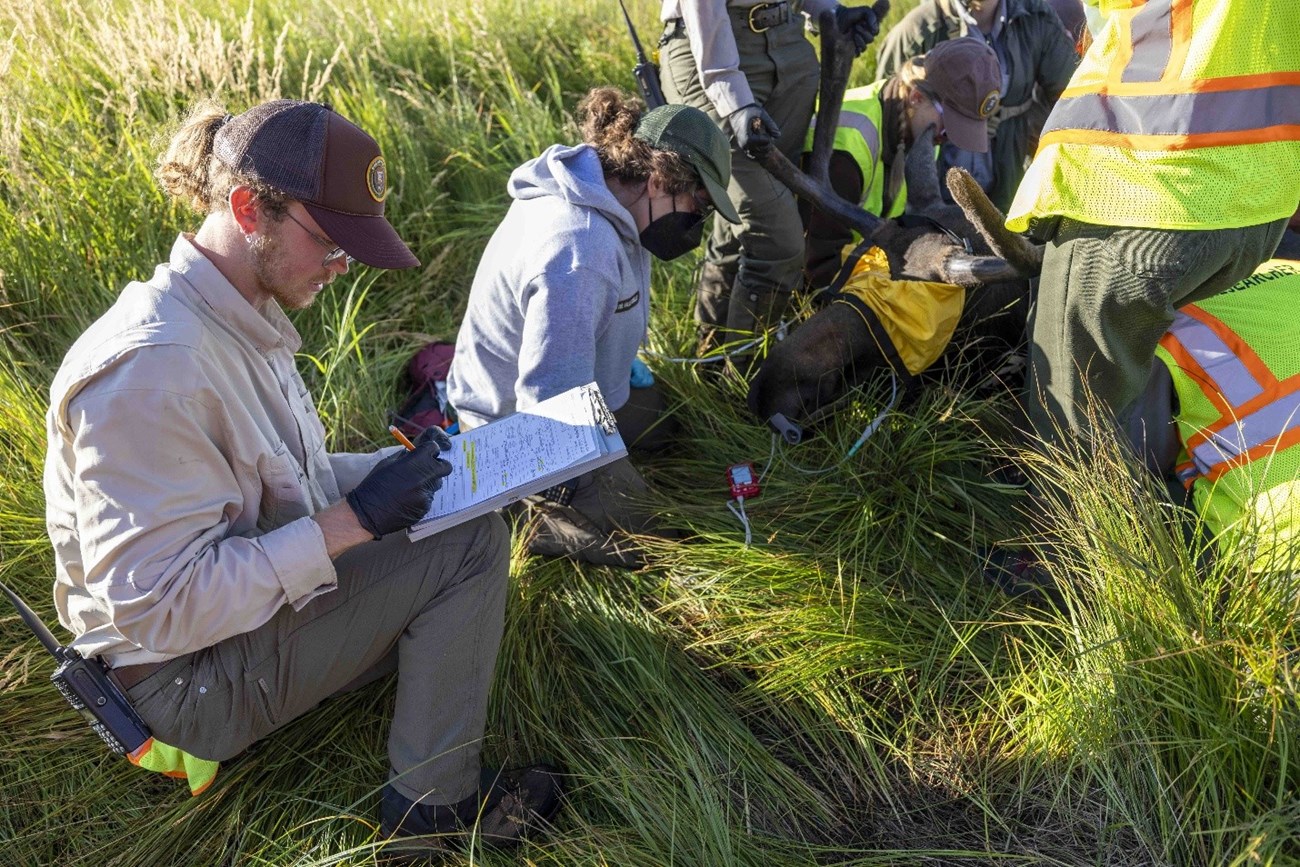 Park biologists monitoring a bull moose during a collaring event in 2025.