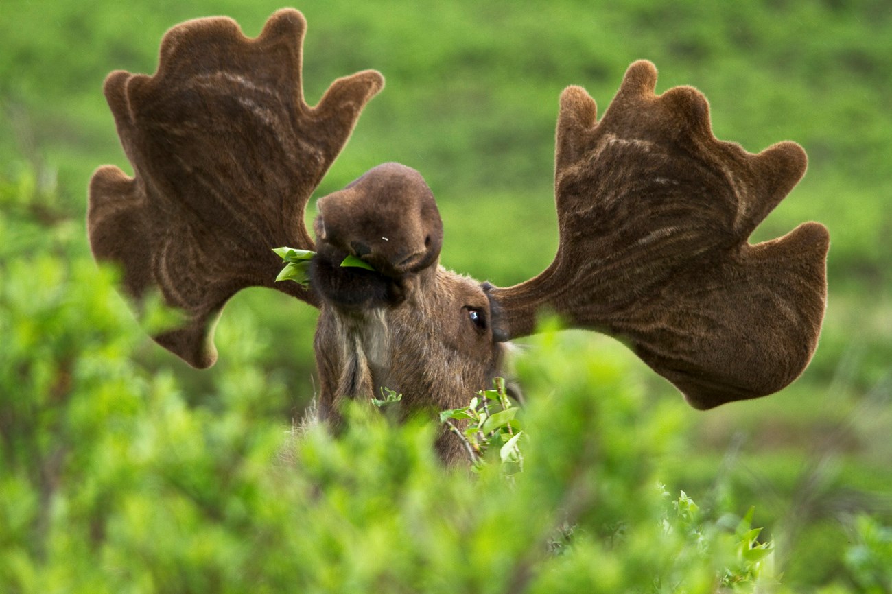 A moose eating leaves.