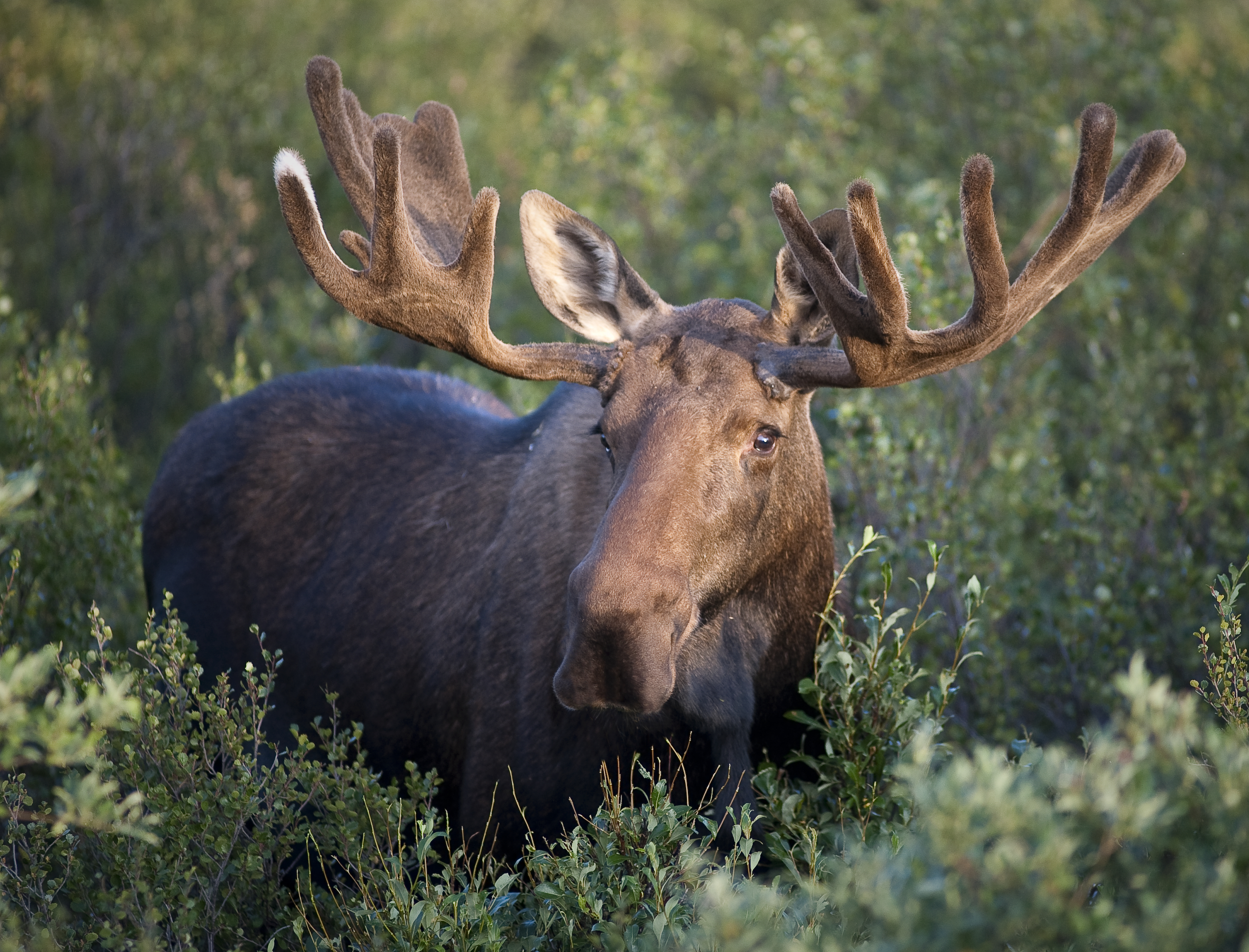 A moose with antlers standing in vegetation.