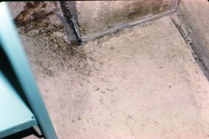 Mouse fecal stains on a cement floor.