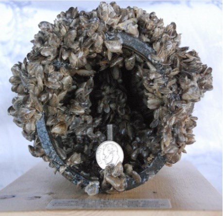 Plastic pipe recovered from infested waters, encrusted with quagga mussels