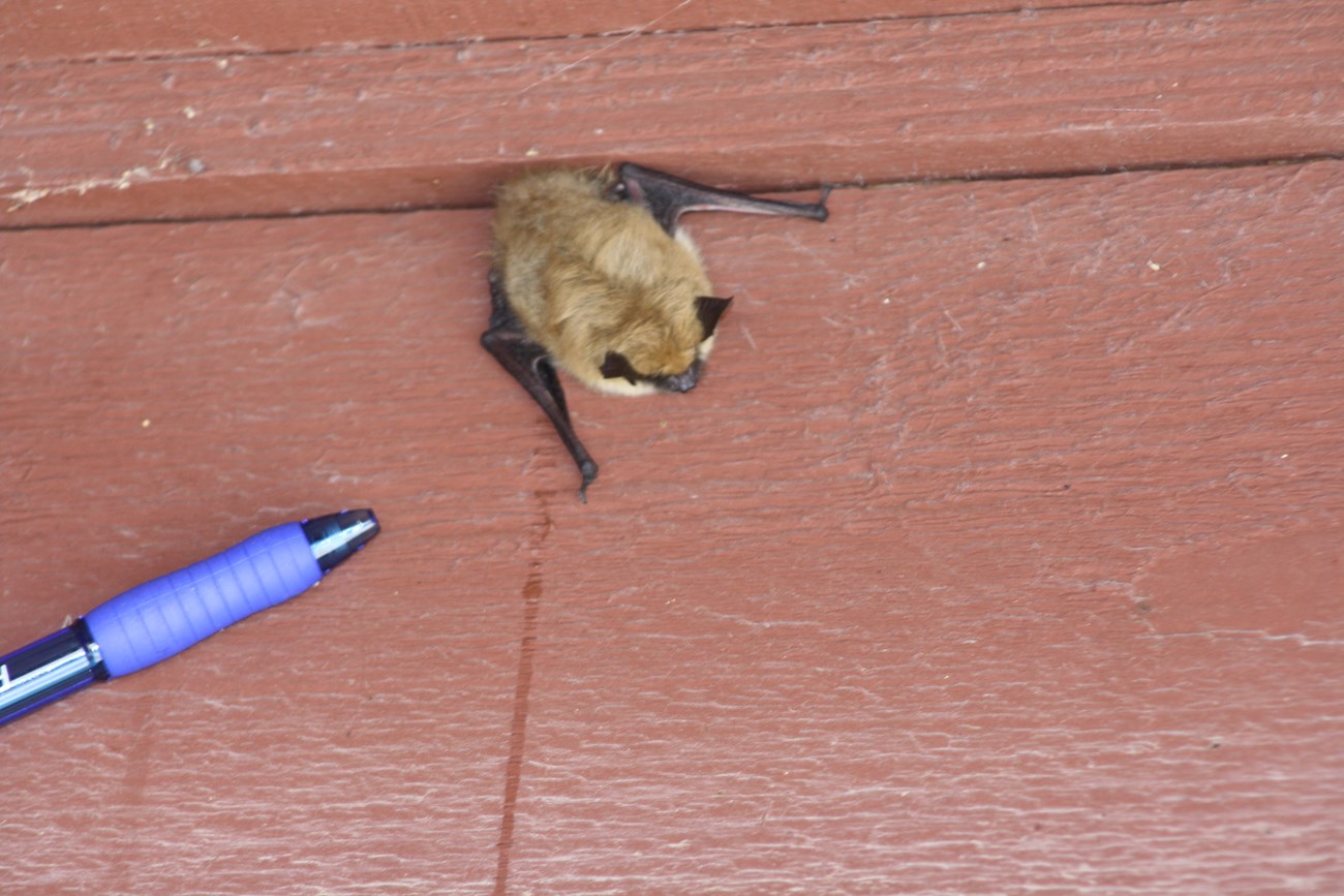 A brown and black bat on the side of a red wooden building with a blue pen for scale.