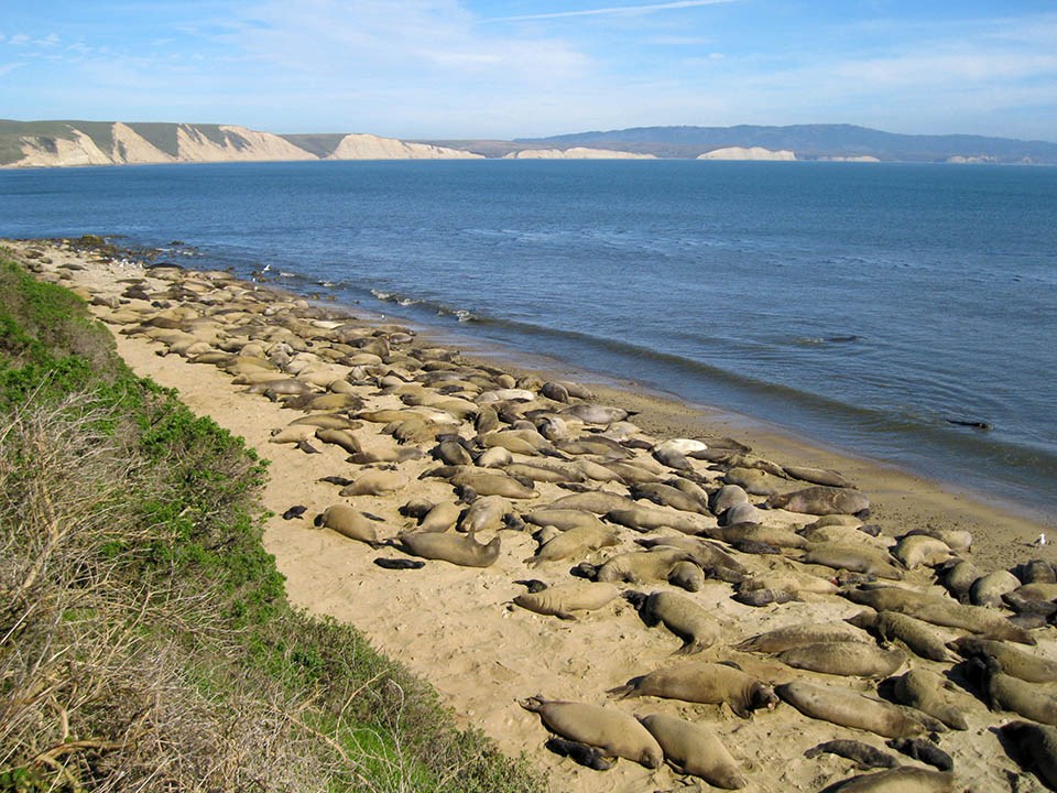 Section of beach covered in elephant seals