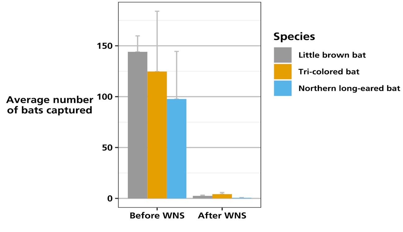 Column chart showing the large decline in the number of little brown, tri-colored, and northern long-eared bats captured at an undisclosed mine in the park after white-nose syndrome's arrival in West Virginia.