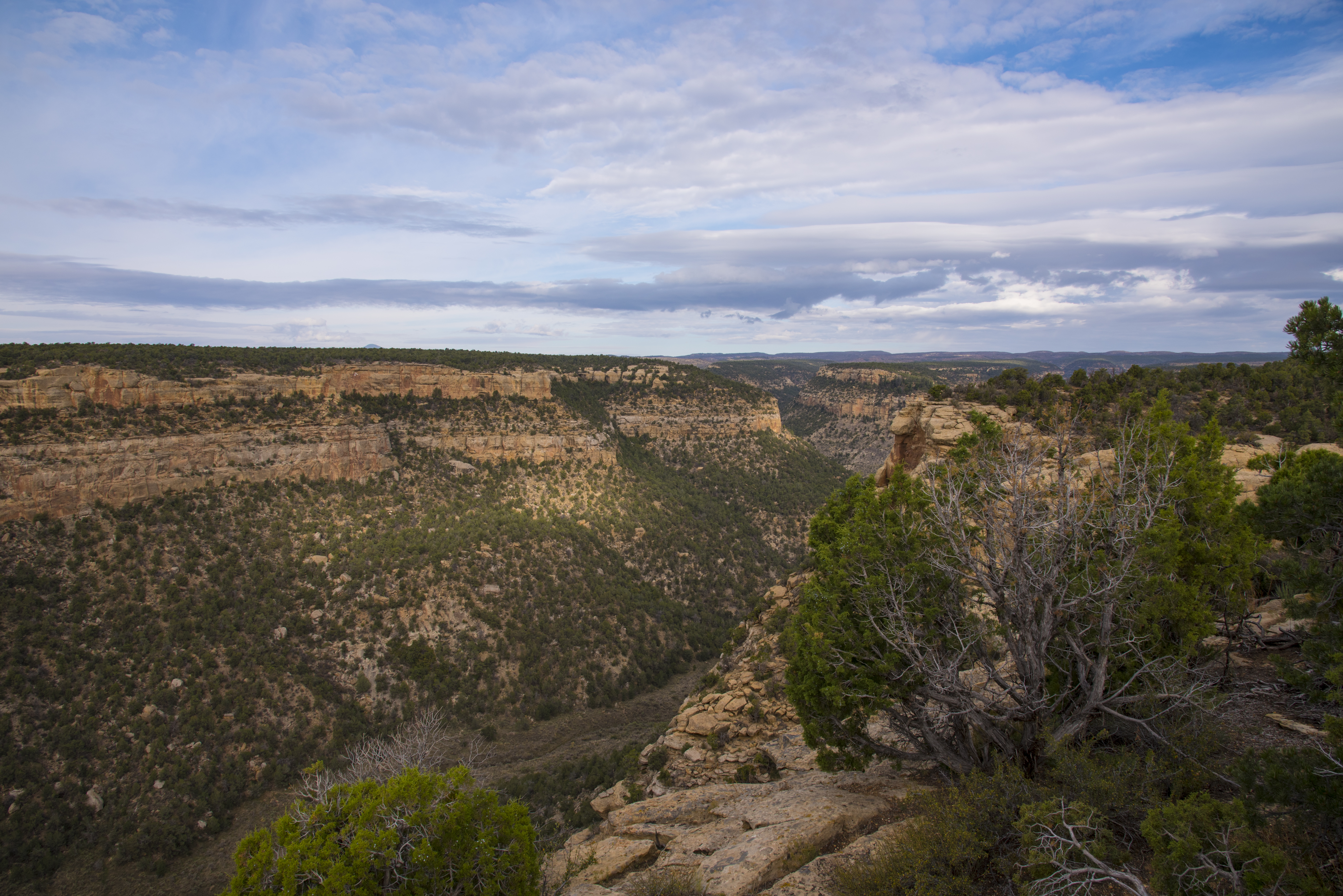 A rocky canyon under a blue sky. One side of the canyon appears to have more trees than the other, and mountain tops are flat.