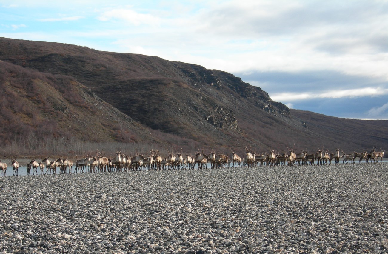 A group of caribou stand side by side next to the Noatak River on a gravel bar.