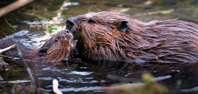 Build a Beaver Dam (U.S. National Park Service)