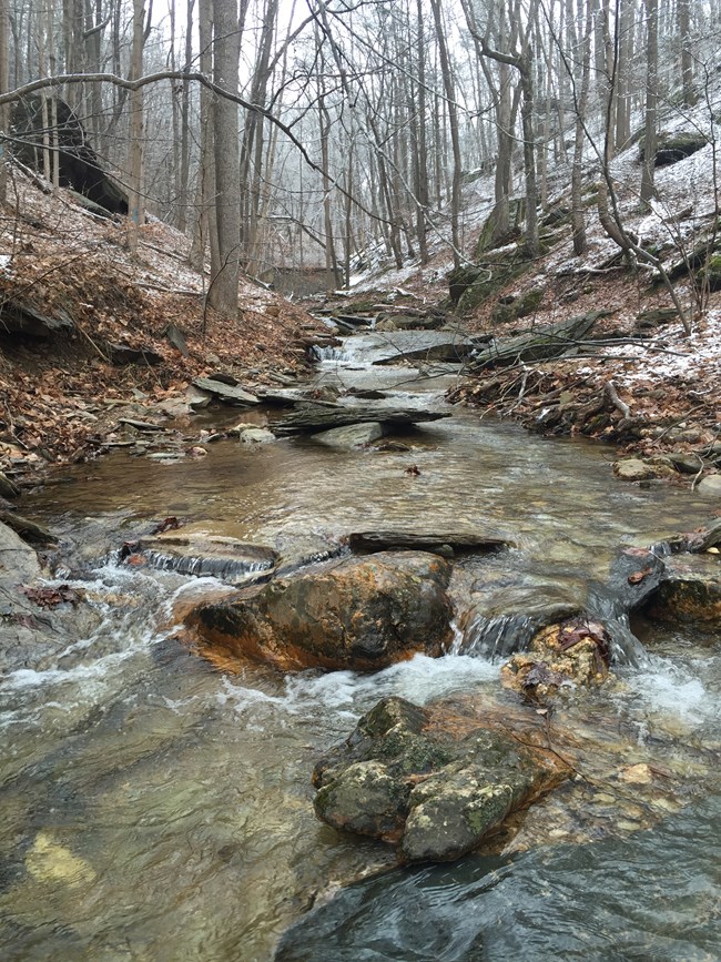 A rocky creek weaving between trees