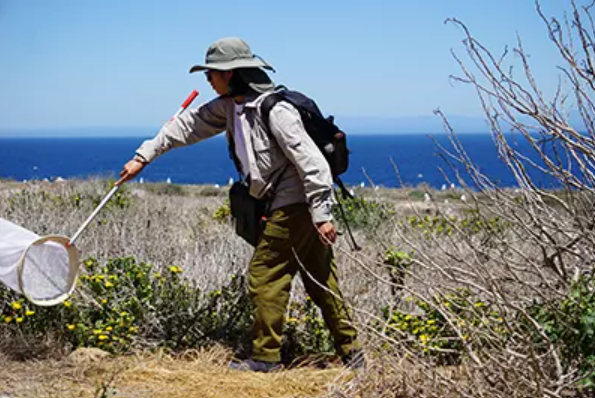A girl wearing field clothes and a bucket hat carries a butterfly net and a backpack while she completed surveys along the grassy ecosystem in Channel Islands National Park.